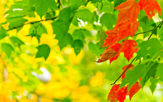 Tree red leaves green leaves - red leaf free wallpaper