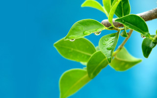 Water drops branch blue sky - a green leafy branch free wallpaper
