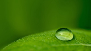 Water drop green leaf blurry 10 - free nature wallpaper