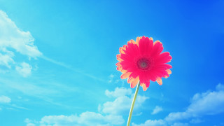 Large red flower green stalk - the background free wallpaper