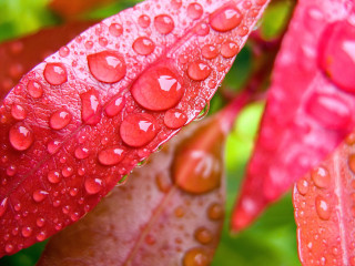 Red leaf water droplets green - water droplet free wallpaper
