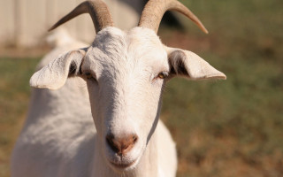 Goat long horns field grass - incoherent free wallpaper