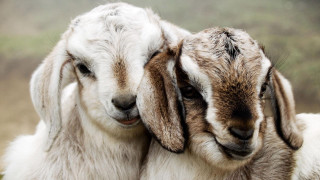 Two goats hugging field grass 2 - verdadism free wallpaper