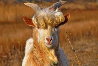 Goat long horns dry grass - dry free wallpaper