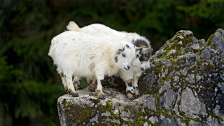 Two goats rock woods nature - near free wallpaper