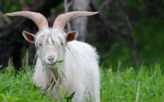 Goat long horns grass long - its mouth free wallpaper