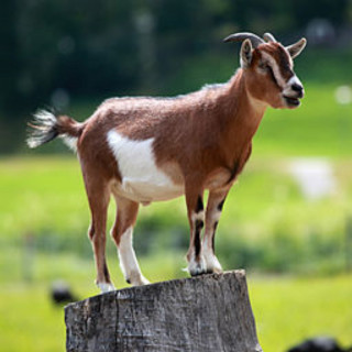 Goat standing wooden post field - animal photography free wallpaper
