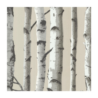 Trees white trunks beige background - a group of trees free wallpaper