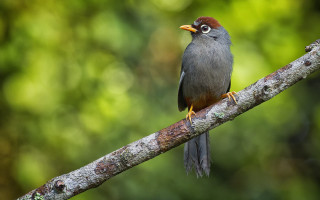 Bird forest duck depth of - a branch in a forest free wallpaper
