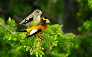 Two birds tree branch forest - two bird free wallpaper