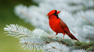 Red bird pine branch needles - a red bird free wallpaper