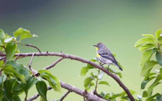 Small bird perched branch tree 13 - a branch of a tree free wallpaper