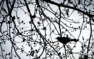 Bird branch tree leaves berries - a branch of a tree free wallpaper