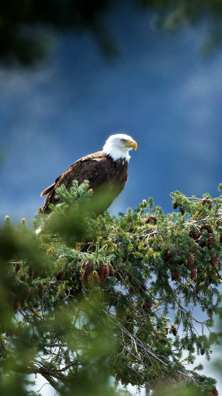 Bald eagle tree branch blue - a tree branch free wallpaper