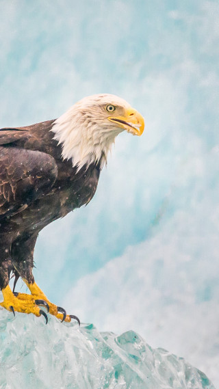 Bald eagle ocean wave fish - alson s. clark free wallpaper