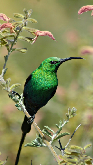 Green bird branch pink flowers - free nature wallpaper