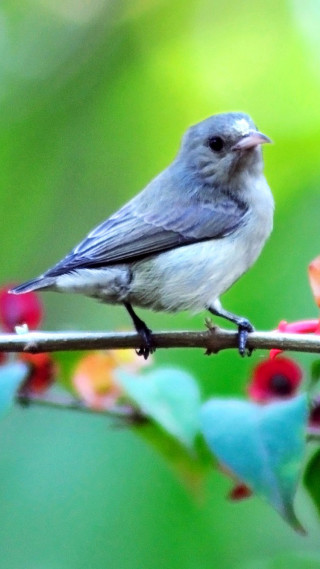 Small bird branch flowers blurry - a branch free wallpaper