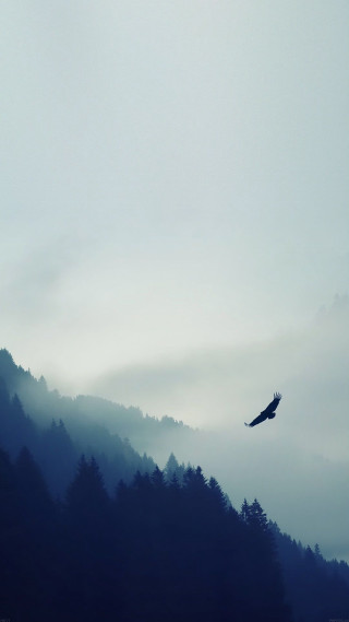 Bird flying forest hillside foggy - the foggy sky free wallpaper