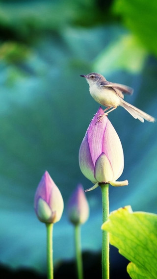 Bird flower green plant water - free bird wallpaper
