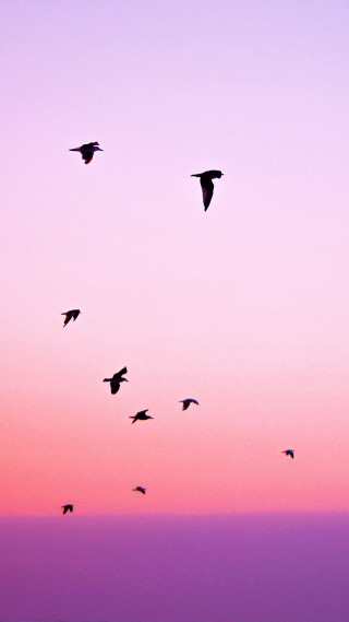 Flock birds flying sky sunset - sunset free wallpaper