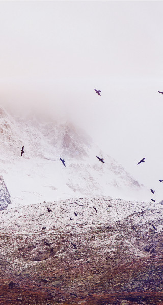 Flock birds flying snow covered - bird free wallpaper