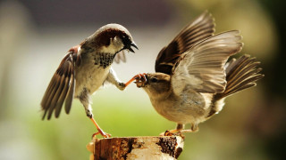 Birds fighting wood beaks open - wide free wallpaper