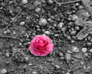 Pink flower dirt rocks gravel - a pink flower free wallpaper