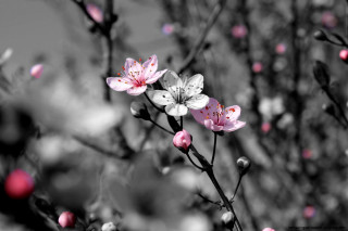 Black and white pink flowers - chang daichien free wallpaper