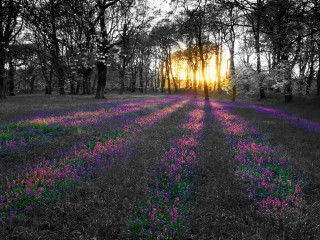 Purple flowers trees sunset sunlight - purple flower and trees free wallpaper