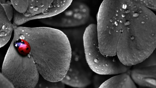 Ladybug leaf water droplets black - benoit b. mandelbrot free wallpaper