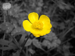 Yellow flower field black and - a yellow center free wallpaper