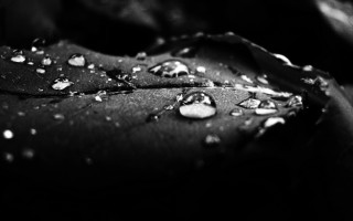Black white leaf water drops - derold page free wallpaper