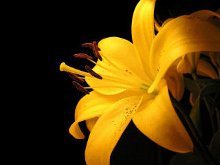 Yellow flower closeup black background 3 - the image free wallpaper