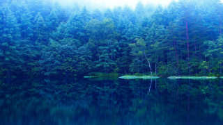 Water trees forest boat people - tree and a forest in the background free wallpaper