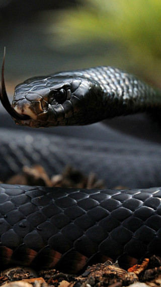 Black snake brown stripe illustration - an illustration free wallpaper