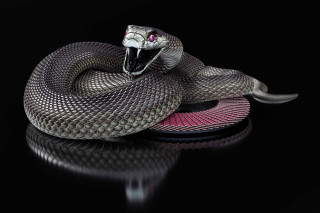 Snake pink stripe black background - a snake free wallpaper