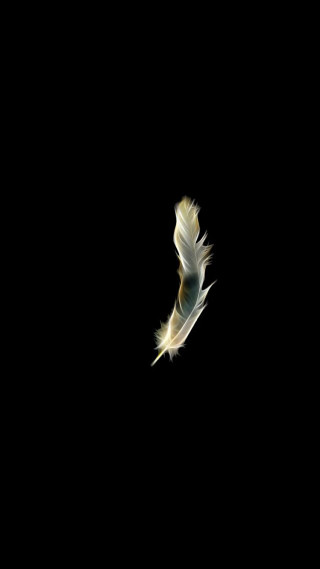 White bird flying dark wings - free bird wallpaper