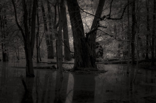 Flooded trees bench dark sky - dark atmosphere free wallpaper