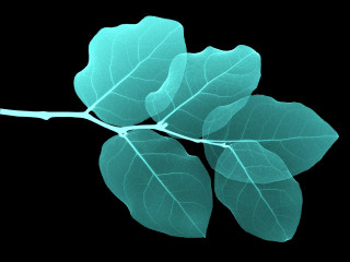Branch leaves black background blue - a blue glow free wallpaper