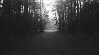 Black white path woods trees - naturalism free wallpaper for desktop