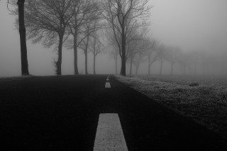 Foggy road trees no leaves - the foggy day free wallpaper