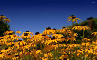 Yellow flowers blue sky trees - a few leaf free wallpaper
