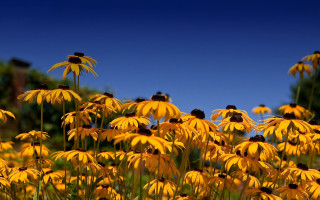 Yellow flowers blue sky trees 2 - yellow flower free wallpaper