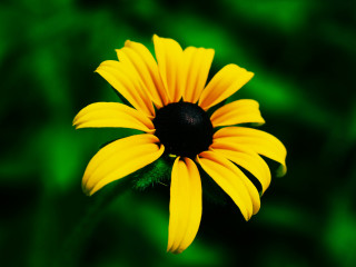 Yellow flower black center green - a yellow flower free wallpaper