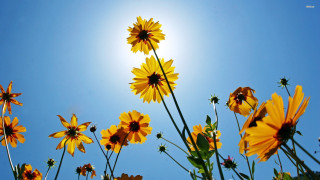 Yellow flowers sunny day blue - yellow flower free wallpaper