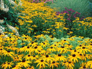 Yellow flowers green bush blue - flora macdonald reid free wallpaper