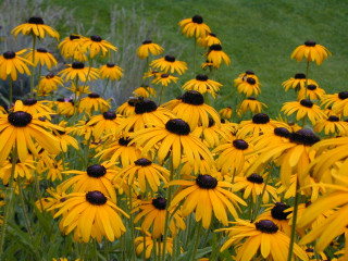 Yellow flowers green field grass - grass and bushes free wallpaper