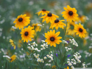 Yellow flowers white foreground green - white flower free wallpaper