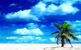 Palm tree beach blue sky - palm tree free wallpaper