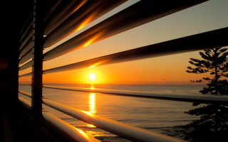 Sunset window blinds tree foreground - a tree in the foreground free wallpaper